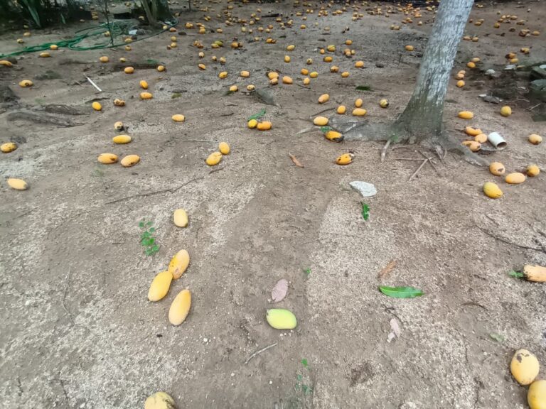 Mangos se pierden por falta de comercio en la zona fronteriza